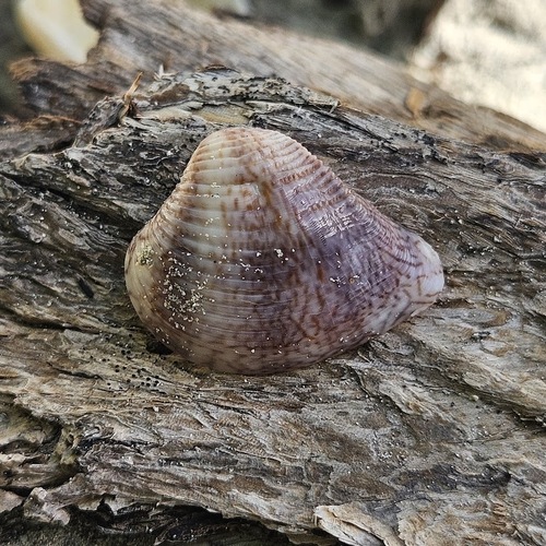 Anomalocardia flexuosa