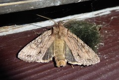 Ichneutica averilla