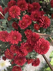 Chrysanthemum