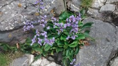 Limonium celticum