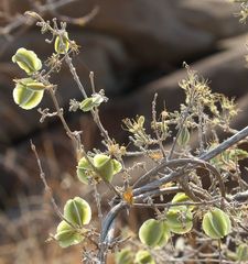 Combretum mossambicense