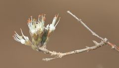 Combretum mossambicense