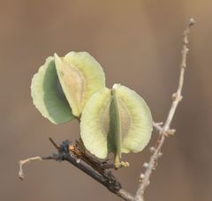 Combretum mossambicense