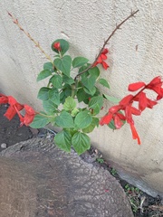 Salvia splendens
