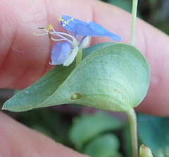 Commelina benghalensis