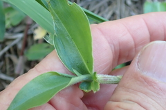 Commelina benghalensis