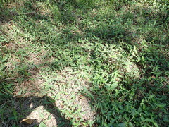 Commelina benghalensis