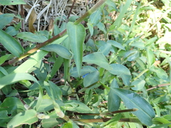 Commelina benghalensis