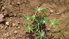 Lupinus pilosus