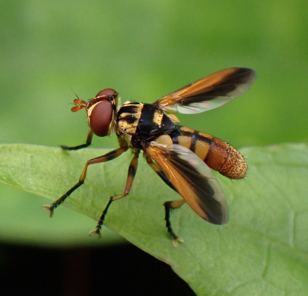 Trichopoda subalipes