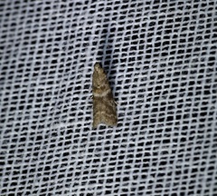 Acrobasis encaustella