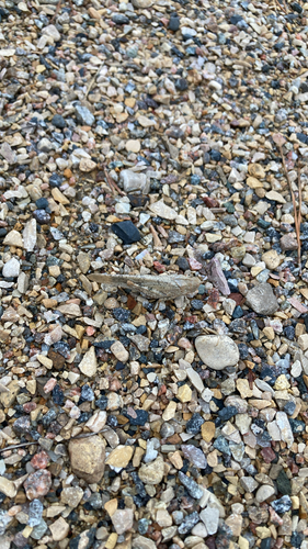 Carolina Grasshopper