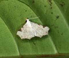 Prolophota trigonifera