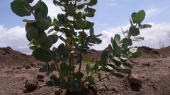 Calotropis procera image