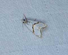 Pseudargyria interruptella