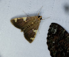Rehimena phrynealis