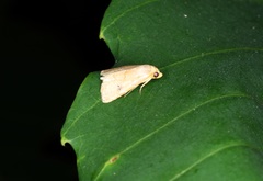 Rivula inconspicua