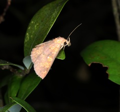 Sarobides inconclusa