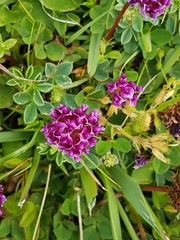 Trifolium burchellianum