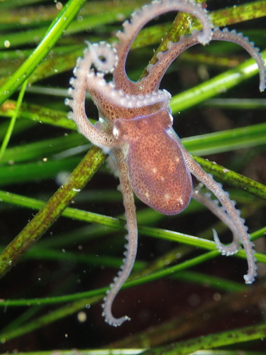 California Lilliput Octopus (Octopus micropyrsus), a species recorded in California