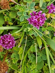 Trifolium burchellianum