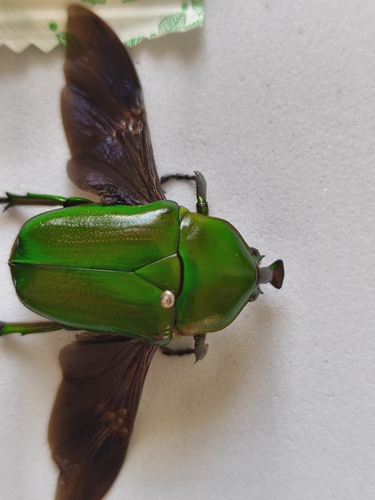 Trigonophorus rothschildi