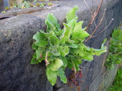 Hieracium amplexicaule pulmonarioides