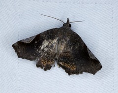 Pangrapta obscurata