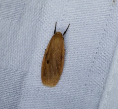 Paralithosia shaowuica