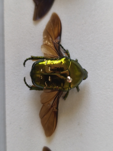 Manchurian Flower Chafer