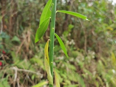 Polygala virgata