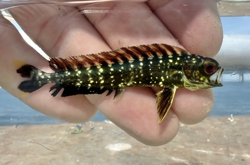 Goudmakreel (Coryphaena hippurus) — Coryphaenidae — 3