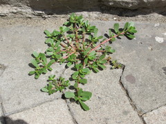 Portulaca oleracea