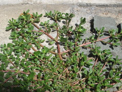 Portulaca oleracea