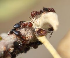 Crematogaster castanea rufonigra