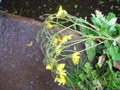 Hieracium amplexicaule pulmonarioides