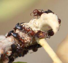 Crematogaster castanea rufonigra
