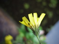 Hieracium amplexicaule pulmonarioides