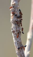 Crematogaster castanea rufonigra