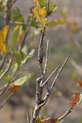 Crematogaster castanea rufonigra