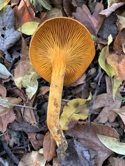 Omphalotus olearius