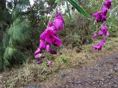 Polygala virgata image