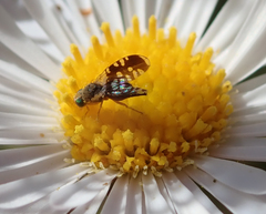 Spathulina acroleuca
