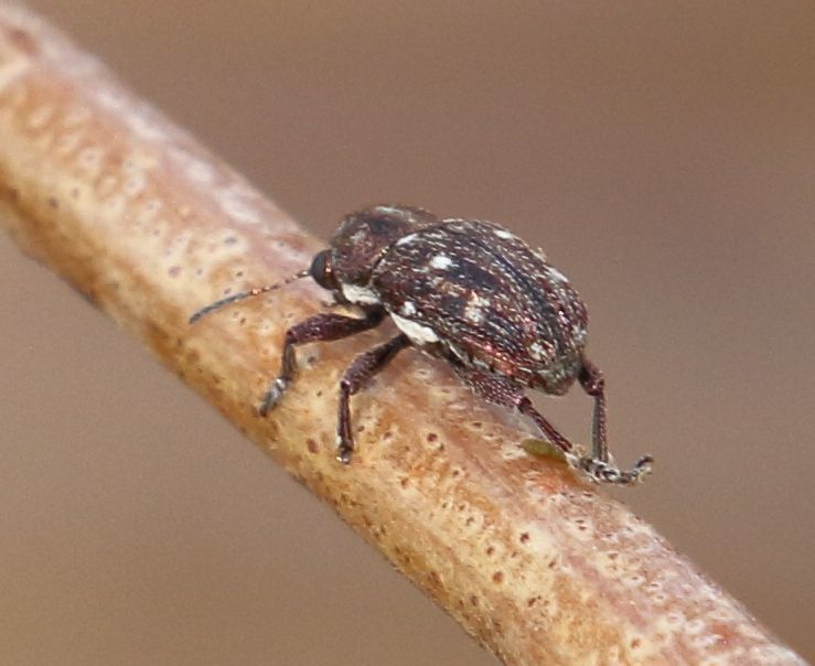 Heteraspis sexplagiata