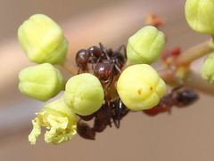 Crematogaster castanea rufonigra