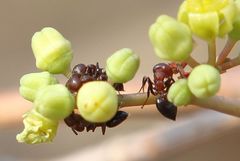 Crematogaster castanea rufonigra