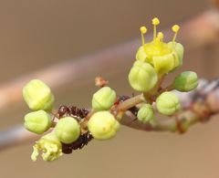Crematogaster castanea rufonigra