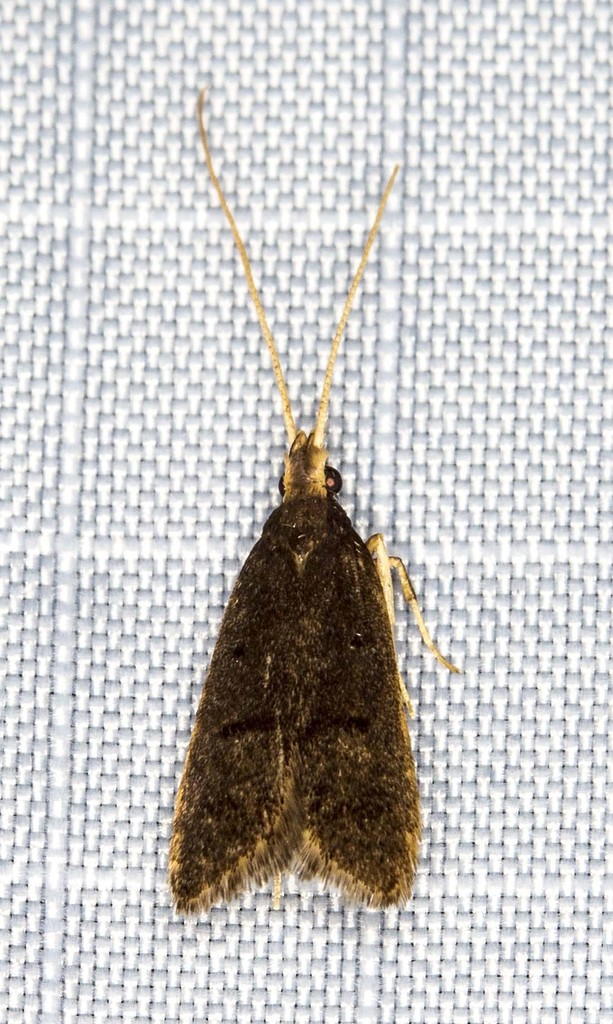 Cophomantella
