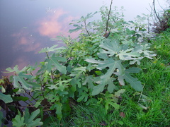 Ficus carica