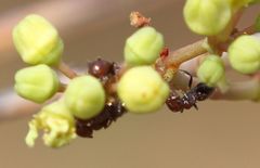 Crematogaster castanea rufonigra